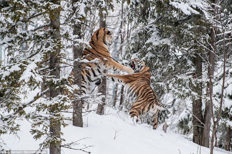 Бой больших кошек